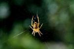 Spinne mit Netz