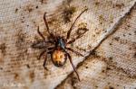 unbekannte Spinne