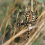 Wespenspinne Fliegenmahlzeit