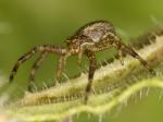 spinne