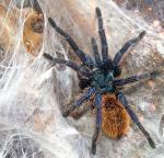 Speedy die zweite- Chromatopelma cyaneopubescens