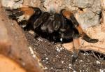 Brachypelma emilia stinkig