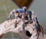 Gimli klappe die zweite - Brachypelma smithi