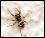 Springspinne