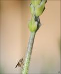 Fliege an Lavendel