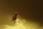 Drosophila im Chardonnay