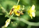 Schwebfliegen an Rucola