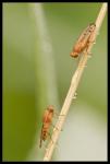 Wiesenfliegenunterhaltung