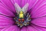 Schillernde Fliege in violetter Blüte