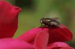 Fliege auf Rosenblüte