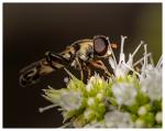 Fliege auf Blume