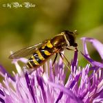 Schwebfleige auf einer Blüte Cropp