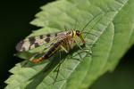 Skorpionsfliege mit Beute