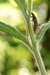 Schlammfliege und Sichelwanze im Gegenlicht