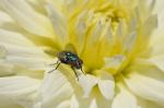 kleine Schmeißfliege auf Dahlie