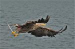 Seeadler