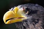 Zoo Heidelberg: Riesenseeadler