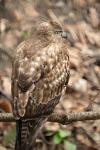 Mäusebussard mit dem 500F8