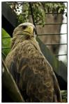 Seeadler