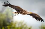 Seeadler im Vorbeiflug