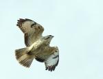 Bussard