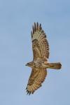 Bussard