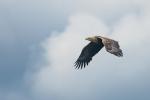 Seeadler 3