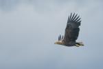 Seeadler 2