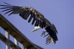 Geier bei Landeanflug