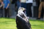 wenn ich noch wüsste was genau für eine Vogelart das war ;)