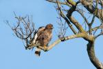 Bussard