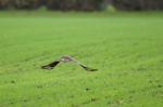 Bussard im Tiefflug