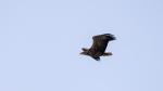 Seeadler