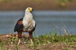 Schreiseeadler