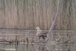 Seeadler 1