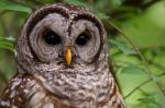 Barred Owl Portrait