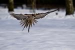 Sakerfalke im Landeanflug