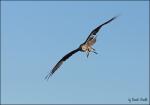 Falke im Flug