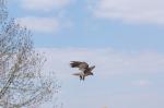 Lannerfalke NOA beim Abflug