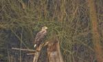 Seeadler 4