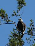 Weißkopfseeadler