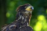 Junger Weißkopfseeadler