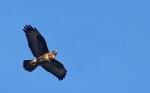 Bussard 1