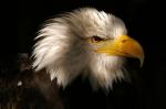 Weißkopfseeadler im Halbschatten