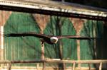 Weißkopfseeadler im Flug, Hellenthal