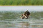 seeadler