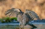 landing sparrowhawk 3