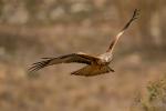 red kite 2