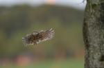 jungkauz im flug