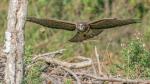 buzzard1